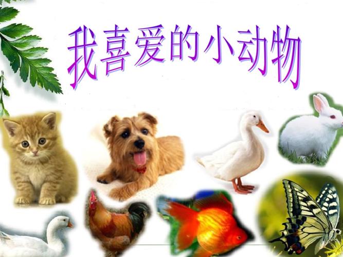 三年级作文我喜欢的小动物1.pptx