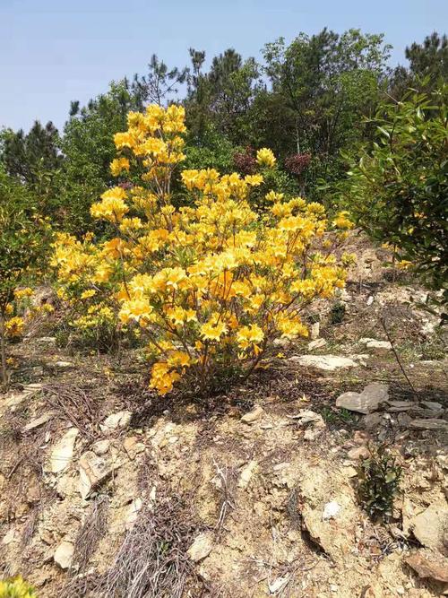黄杜鹃黄踯躅山踯躅黄花杜鹃黄色杜鹃花黄花映山红种苗5年熟桩