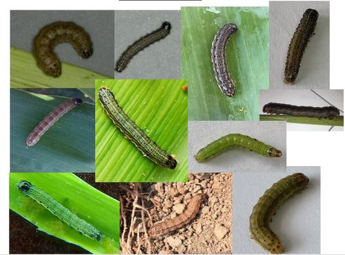 尽量在低龄(1-3龄)幼虫期防治,清晨或下午施药,喷施玉米心叶,雄穗和雌