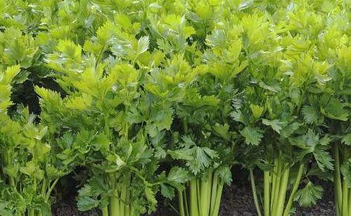 芹菜怎么施肥增产叶面肥有哪些用昆仑风营养套餐