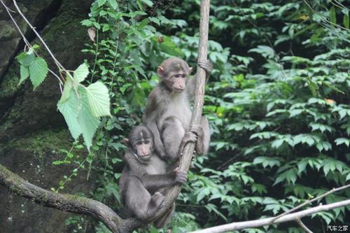 精【清凉解暑】唯有德阳什邡神瀑沟,自驾一小时保证你飙拢