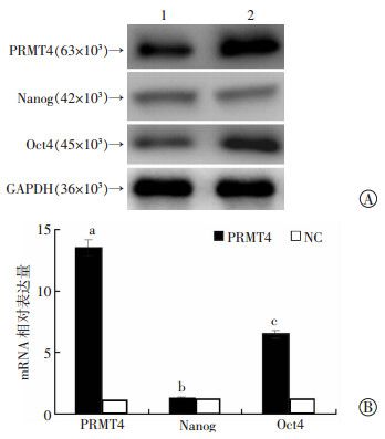 1-nc空载质粒转染;2:pcdna3.1-prmt4过表达质粒转染