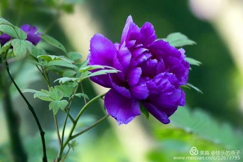 秋牡丹花语:生命,期待,淡淡的爱! 牡丹花的寓意是什么? 1)吉祥富贵