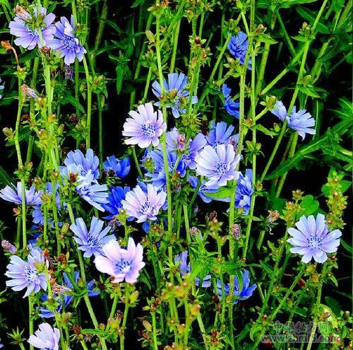 菊苣的功效与作用