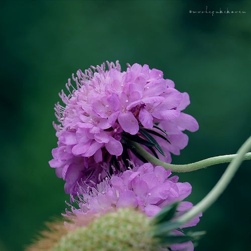 松虫草(scabiosa atropurpurea )