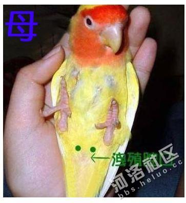 新手注意!教你如何正确辨别牡丹鹦鹉的雌雄!