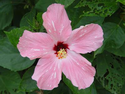 南宁市花——朱槿