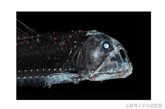 盘点全球几大"恶魔鱼"为了吃饱可残忍吃掉同类,你有勇气看完吗