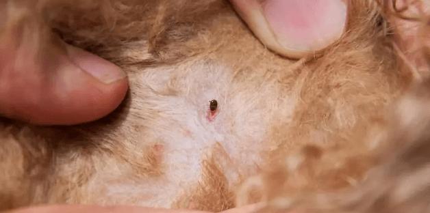 冬季,宠物身上还会有寄生虫吗?