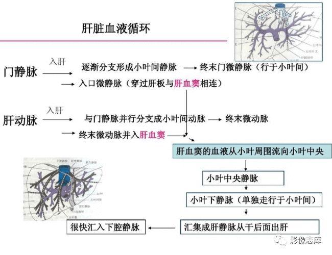 肝脏的血液循环十分丰富,有门脉和肝动脉双重供血,流入肝脏的1/4来自