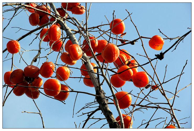 【寒冬,挂在树梢的红柿子摄影图片】生态摄影_太平洋