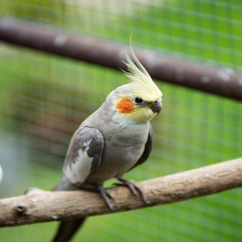 2月龄玄凤幼鸟玄凤鹦鹉鸡尾鹦鹉黄化珍珠会说话玄凤一