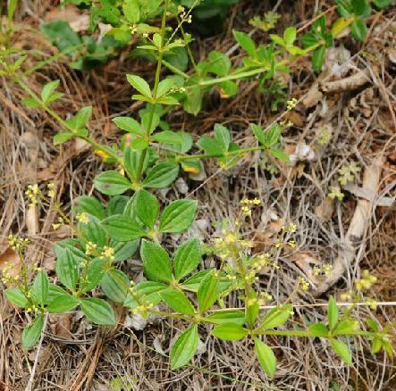 小红参,中药名.为茜草科植物云南茜草galium elegans wall. ex roxb.