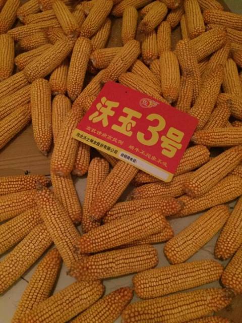 棒子又粗又长,国审大棒王:沃玉3号