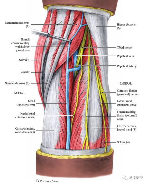 膝的结构肌肉musclesaroundtheknee双语学习