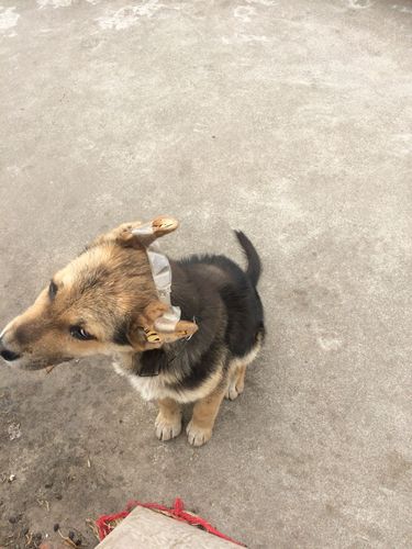 狗狗是这样绑耳朵吗?能立起来吗
