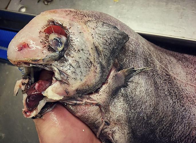 俄罗斯渔夫深海捕获"外星"鱼 样貌丑陋吓人