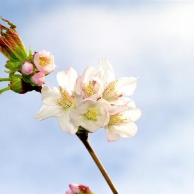 qq头像花高清大图唯美图片