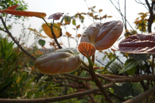 大果榕,又叫大无花果,大木瓜,木瓜榕.