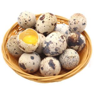 新鲜鹌鹑蛋 105枚