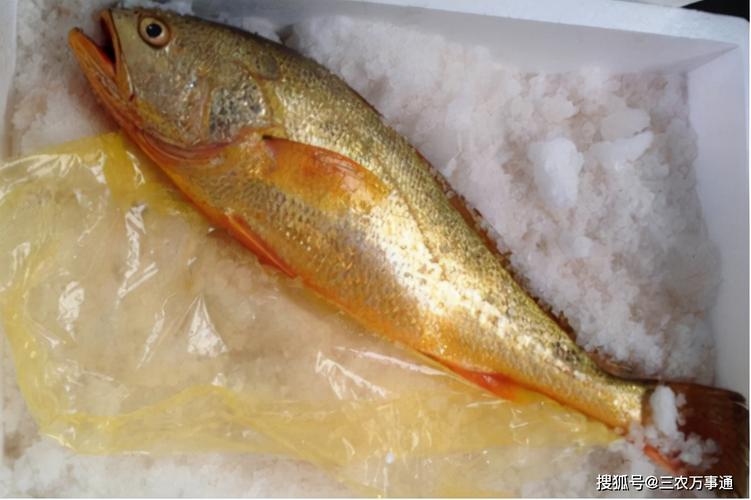 象山渔民捕获7斤野生大黄鱼,一条鱼卖4万,为什么这么贵?