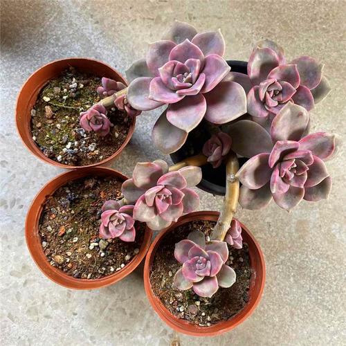 多肉紫乐老桩植物精品绿植花大棵室内小盆盆栽多肉植物