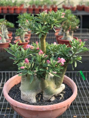 【玫蟹园】沙漠玫瑰品种荟萃