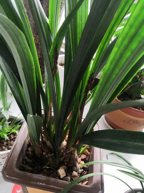 墨兰,花芽已经长出来了,即将开花了