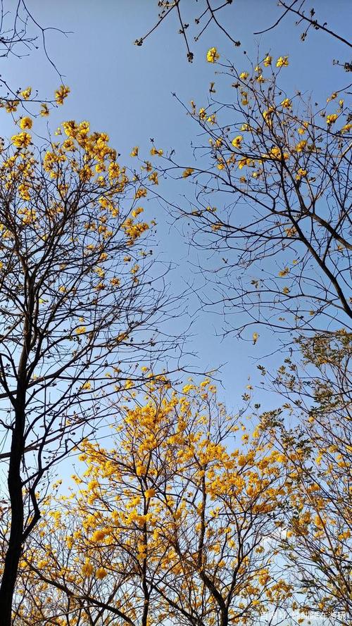 黄花风铃木盛开啦,东莞市松山湖风景区花海欢迎您