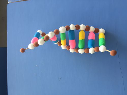 "dna分子的结构"一节教学设计及反思(组图)