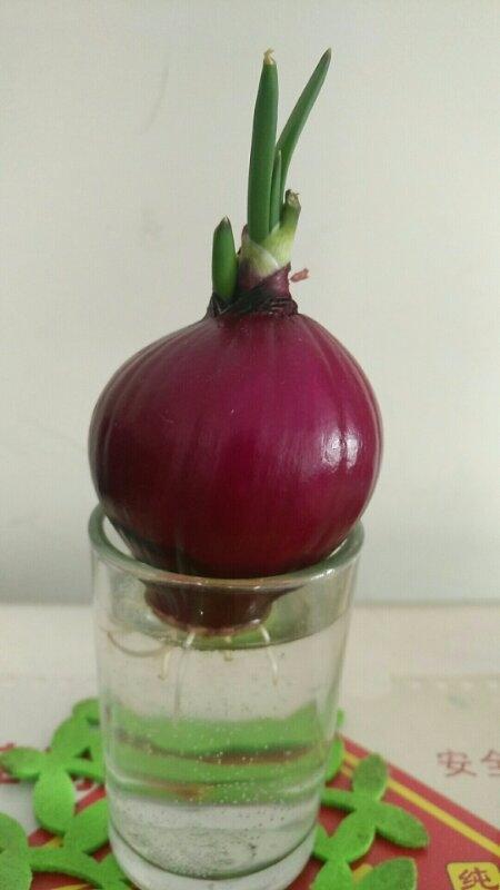 一(4)预备队李韦燃的科学小实验—水培洋葱