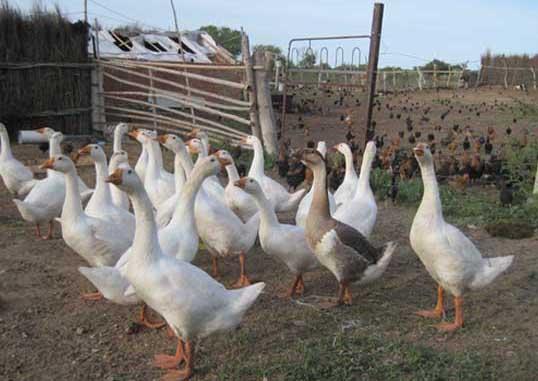 首页 畜禽养殖 养鹅技术