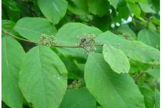 紫珠叶的功效与作用 紫珠叶