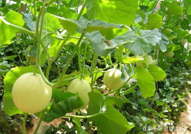 原来甜瓜的花,分雄蕊花和雌蕊花,认识两种花就可以轻松采种