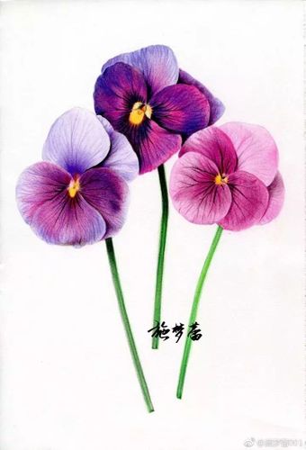 干货/适合初学者的彩铅手绘三色堇