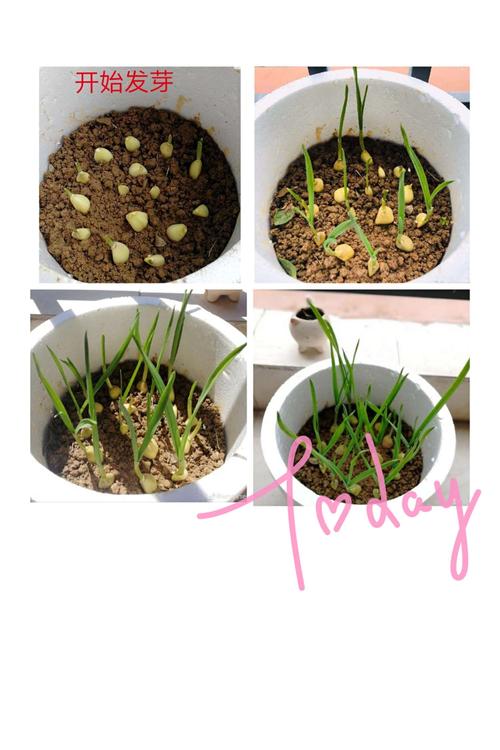 童乐幼儿园大大班"大蒜的生长过程"绘画