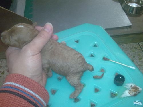 27早刚出生一窝红玩具贵宾泰迪`以被订完