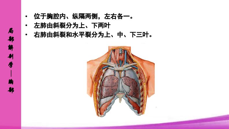 肺人体解剖生理学.pdf 12页