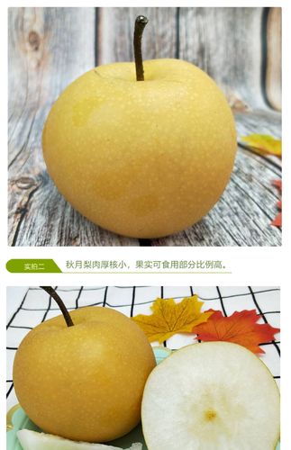 富鲁特山东正宗秋月梨羊脂香梨子发5斤