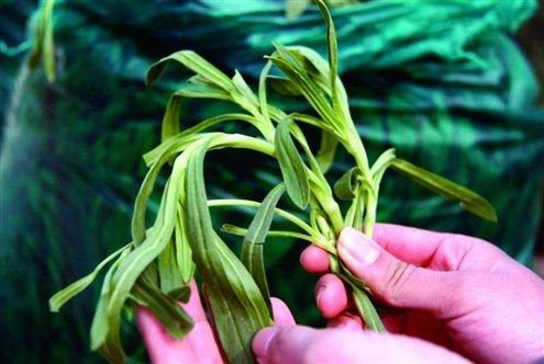 野菜的种类及图片