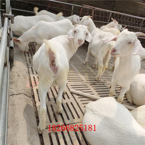 小羊羔多少钱一只 活体种波尔山羊幼崽价格 河北山羊苗农户养殖场