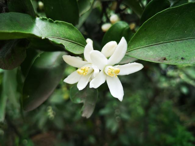 桔子树开花了,枝叶间溢满清香