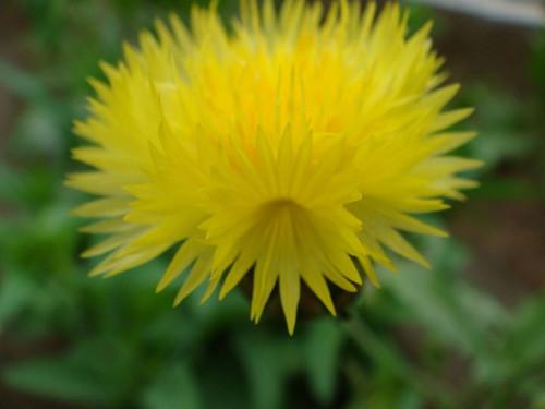 生日鲜花:黄矢车菊(yellow star-thistle)-- 10月20日 生日花语:权力