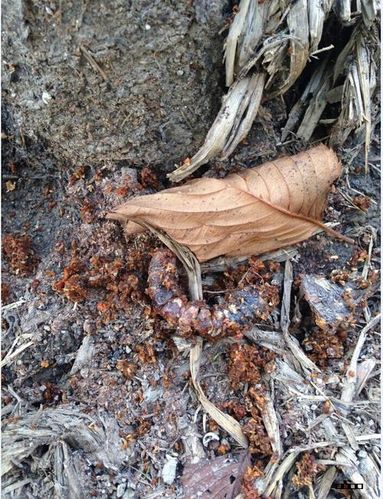 苹果树(苹果苗)树干钻心虫防治高招
