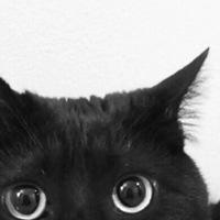 黑猫头像代表分手用黑猫做头像图片点击鼠标右键下载