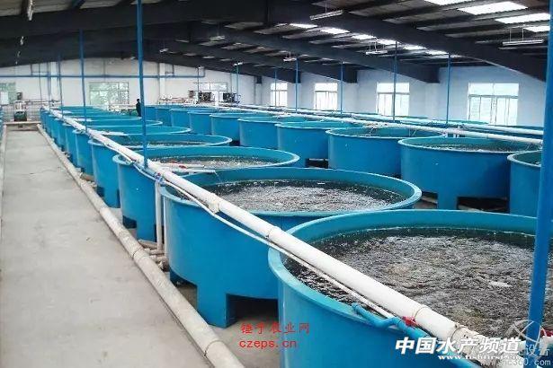 工厂化循环水养鱼骗局 [工厂化循环水养殖省水养鱼,健康效益高!]
