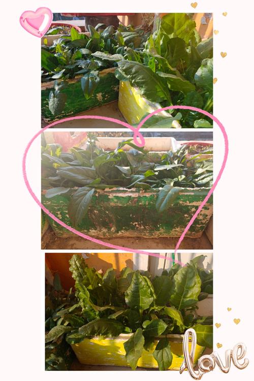 高新区金都幼儿园中一班《菠菜日》