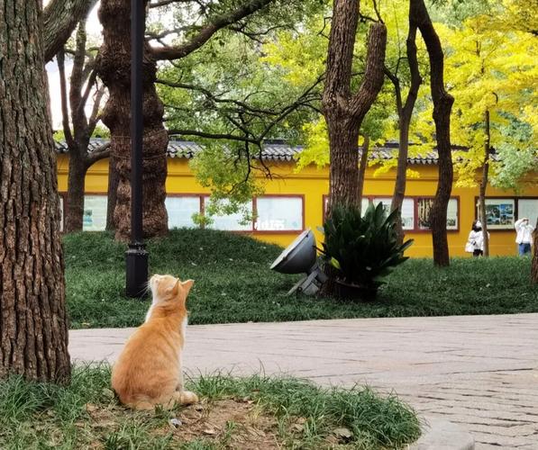景点_猫咪_西园寺攻略_出行_人文风光展示_景点展示