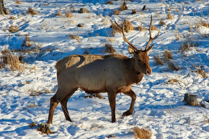 鹿.哈萨克斯坦的野生动物