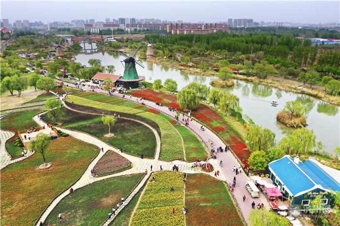 人间最美四月天!来秦皇河畔相约荷兰花海郁金香